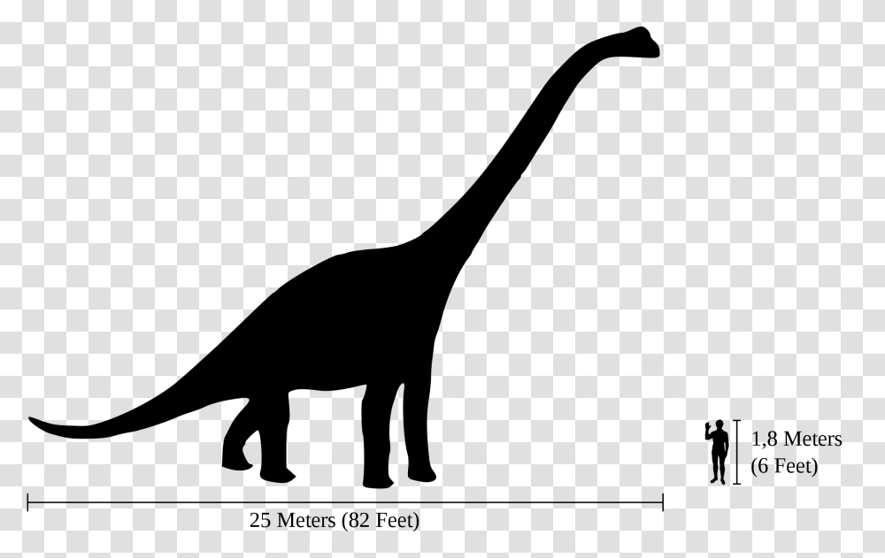 Human Brachiosaurus Size Comparison, Gray, World Of Warcraft Transparent Png