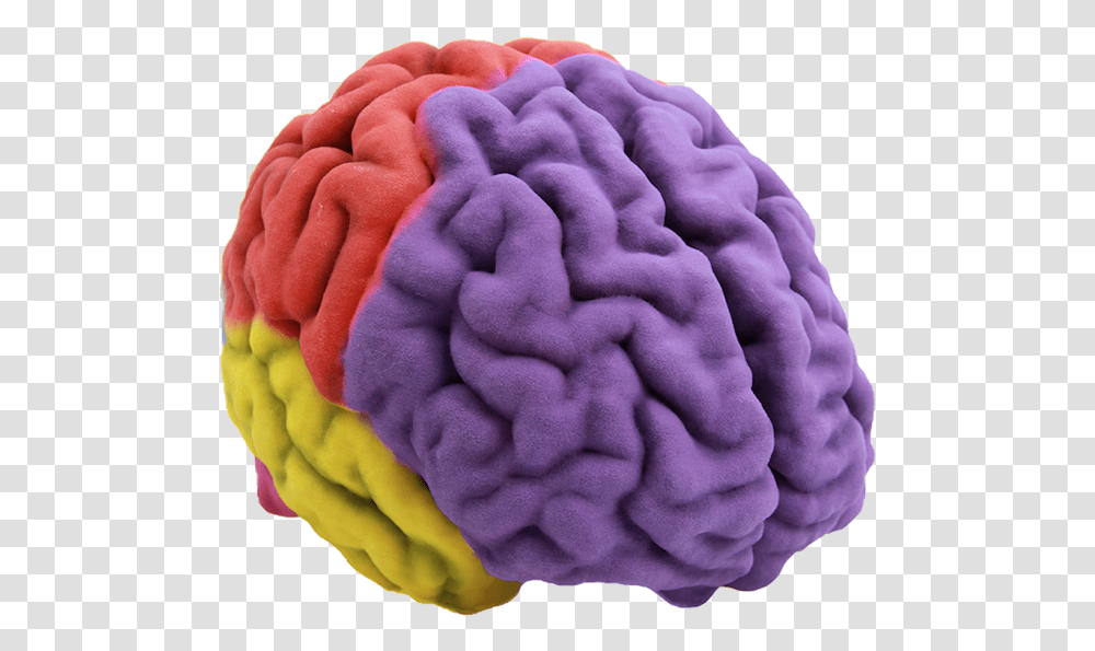 Human Brain 3d Printing Anatomy Brain 3d, Rose, Flower, Plant, Blossom Transparent Png