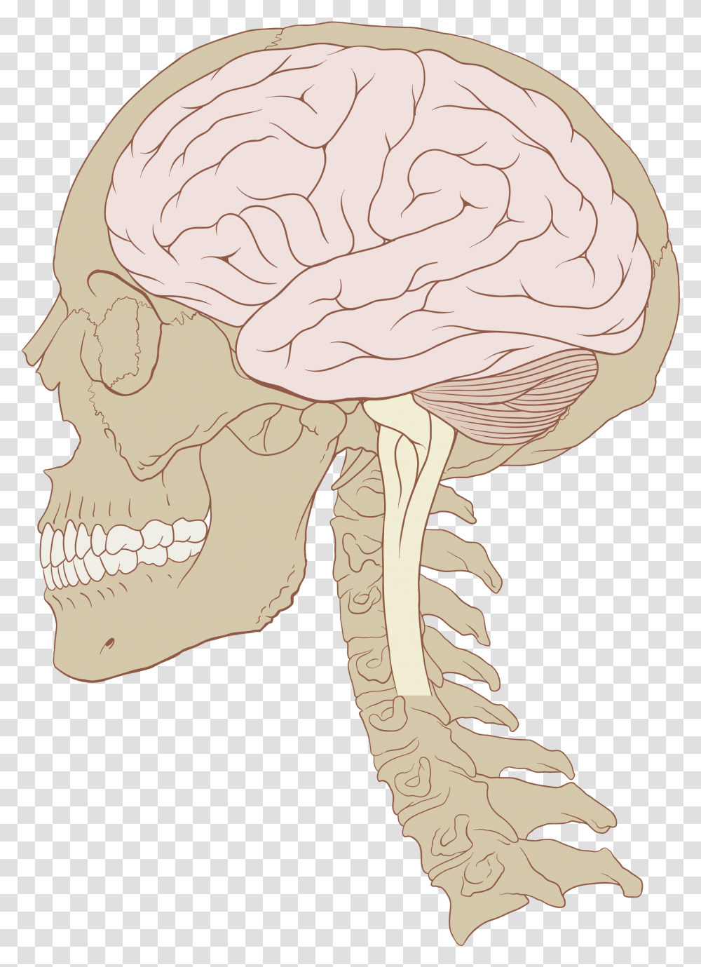Human Brain And Skull, Head, Neck, Jaw, Person Transparent Png