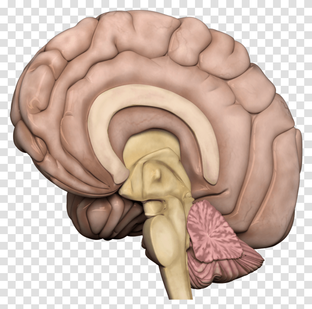 Human Brain Brain Gif Without Background, Person, Animal, Invertebrate, Ivory Transparent Png
