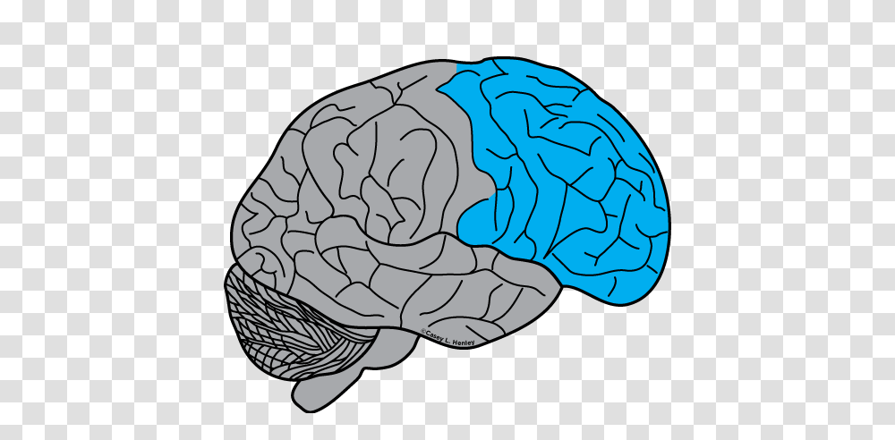Human Brain Casey Henley Phd, Plant, Food, Vegetable, Cabbage Transparent Png