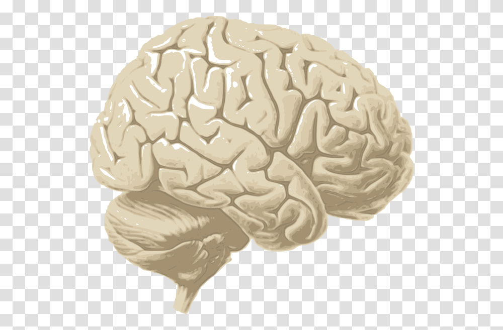 Human Brain Cerebrum, Plant, Food, Vegetable, Cushion Transparent Png