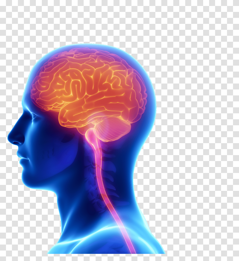 Human Brain Clipart Brain And Spine Care, Person, Head, Neck, Sphere Transparent Png