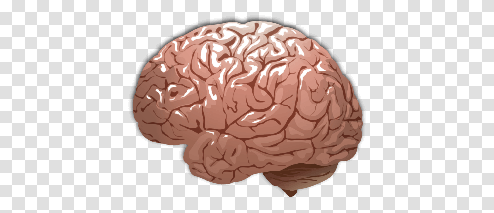 Human Brain Color Human Brain Background, Fungus, Cushion, Food, Pillow Transparent Png