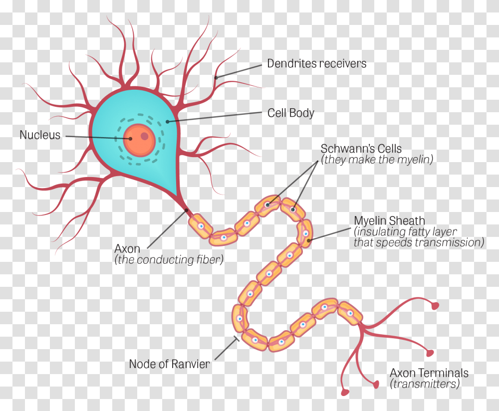 Human Brain Neuron Diagram, Soil, Animal Transparent Png