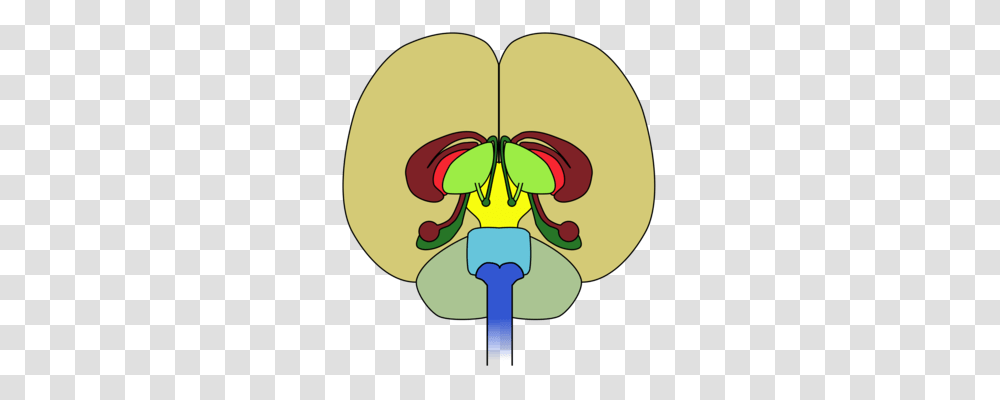 Human Brain Neuron Nervous System, Rattle, Light, Pattern, Microscope Transparent Png