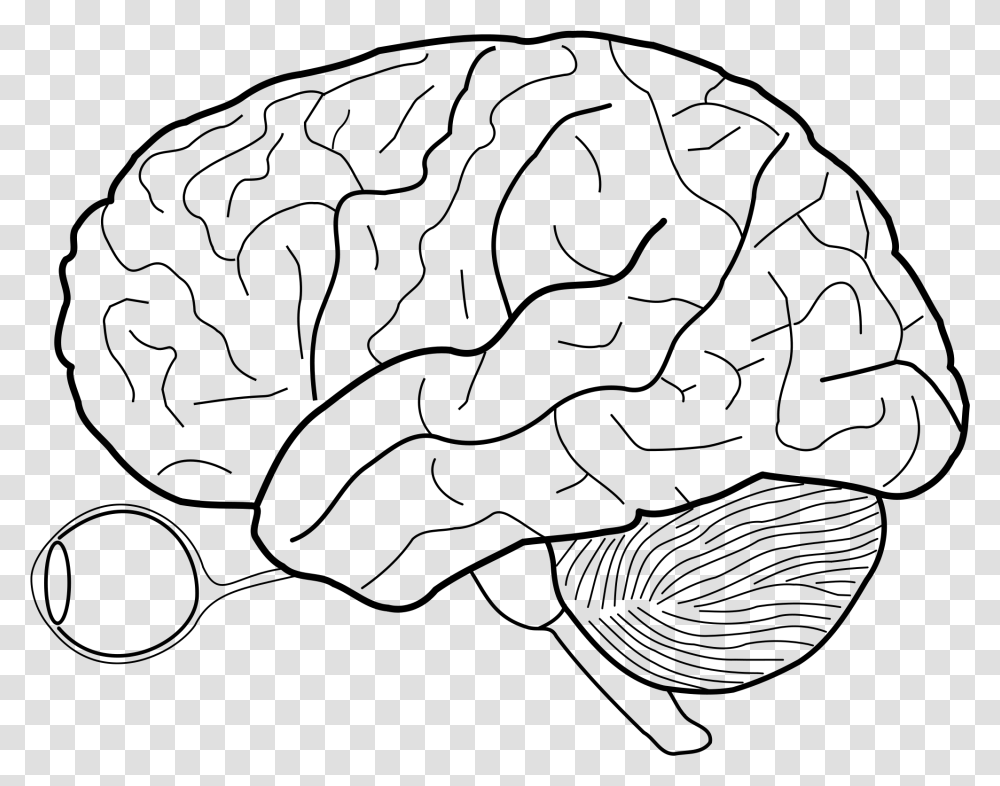 Human Brain Sketch With Eyes And Cerebrellum Blank Cerebral Cortex Diagram, Gray, World Of Warcraft Transparent Png