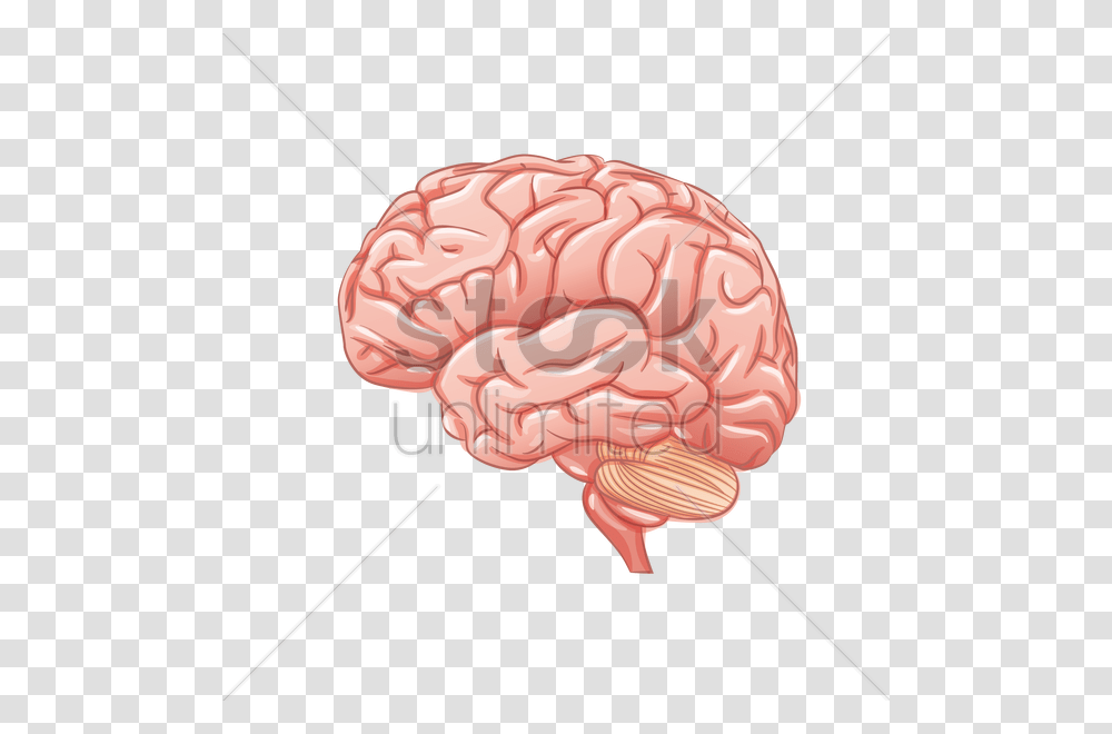 Human Brain Vector Image, Animal, Flamingo, Bird, Cushion Transparent Png