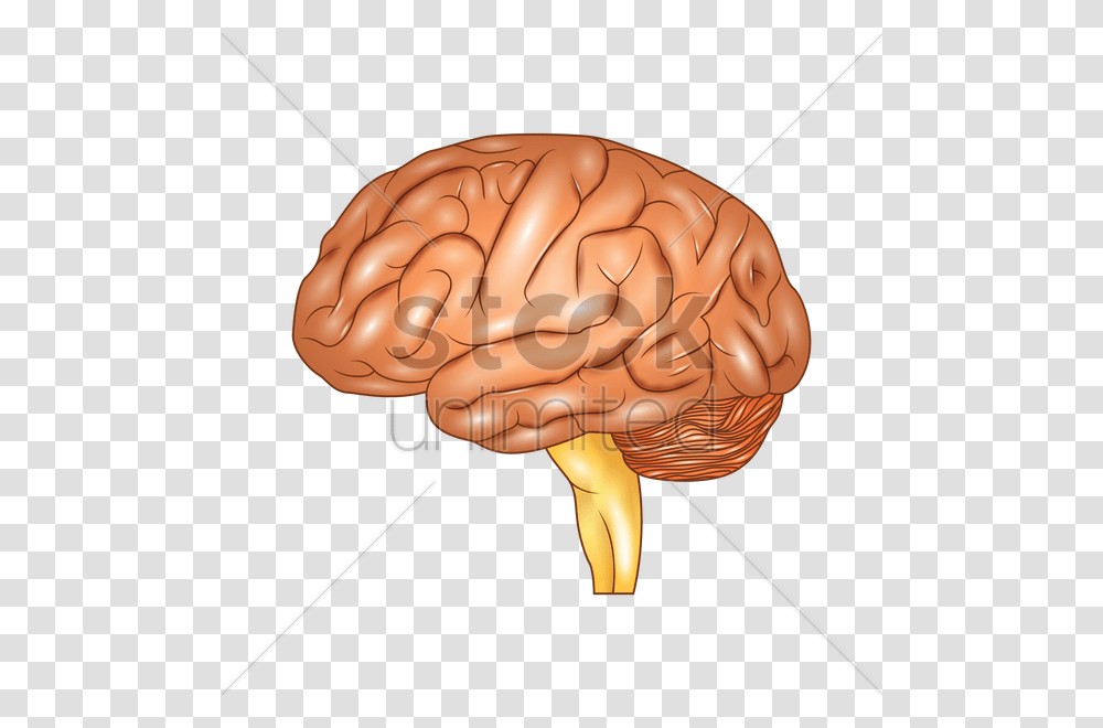 Human Brain Vector Image, Lamp, Hand, Animal, Fist Transparent Png