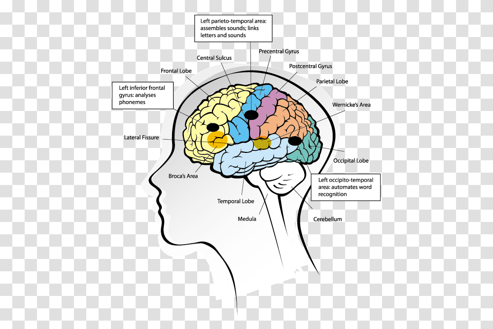 Human Brain With Head, Diagram, Plot, Vegetation, Plant Transparent Png