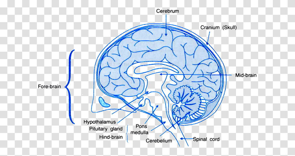 Human Brain With Name Download Human Brain Class, Plot, Pattern, Diagram Transparent Png