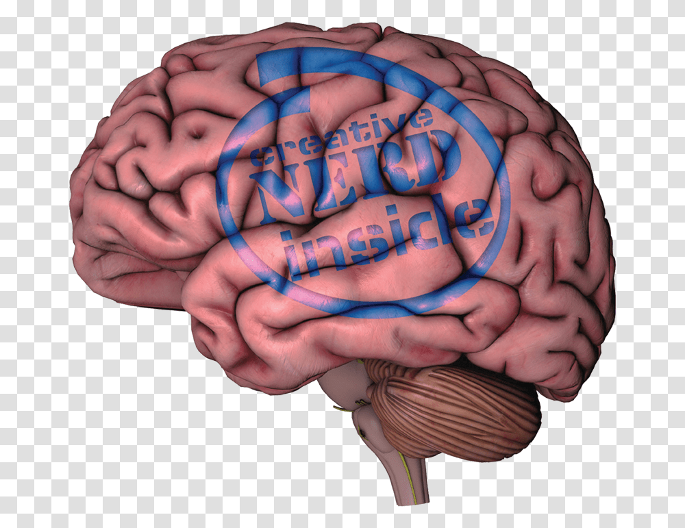 Human Brain With White Background, Skin, Person, Hand, Finger Transparent Png
