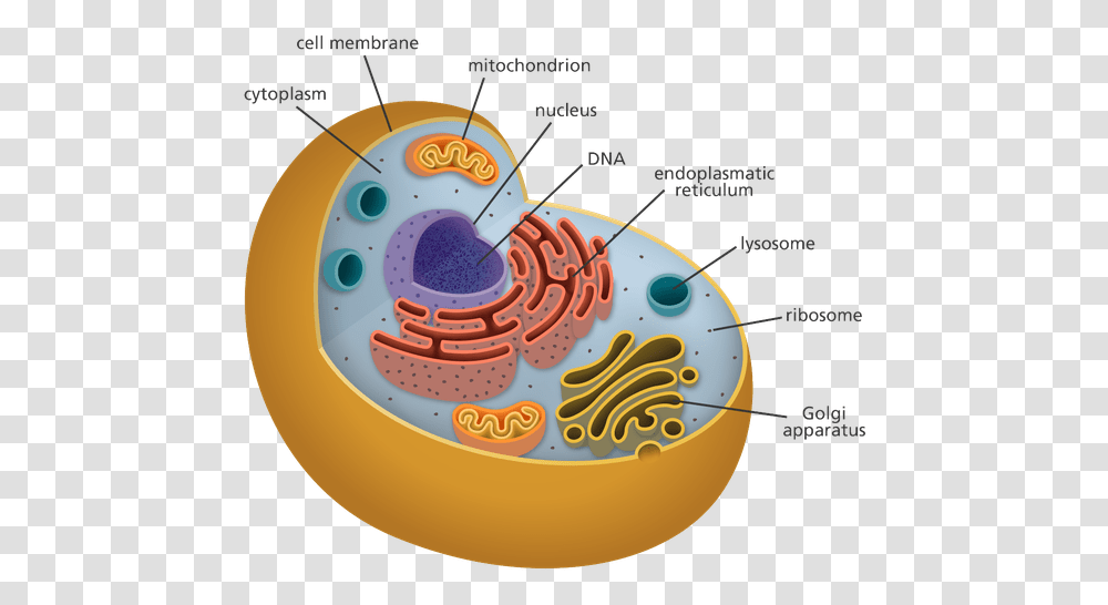 Human Cell Organelles Biology, Diagram, Birthday Cake, Dessert, Food Transparent Png