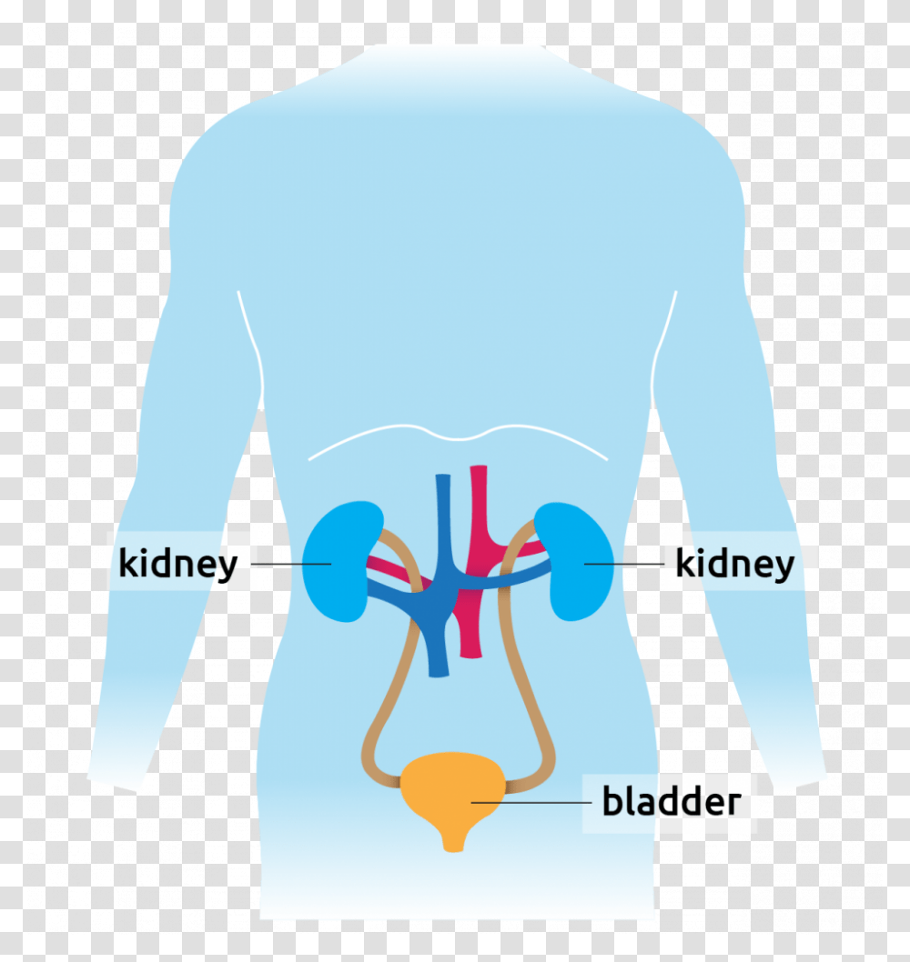Human Diagram Showing Kidney And Bladder Graphic Design, Plot, Measurements Transparent Png