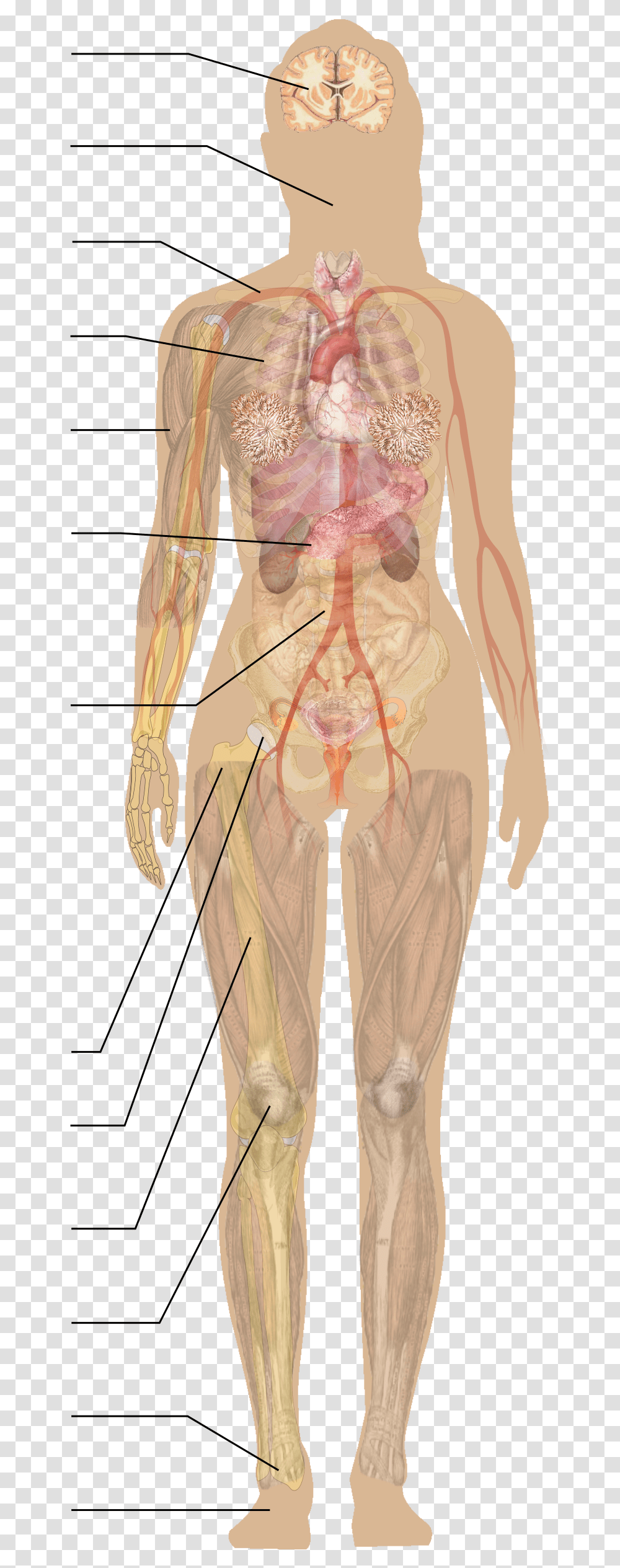 Human Diagram Without Labels, Person Transparent Png