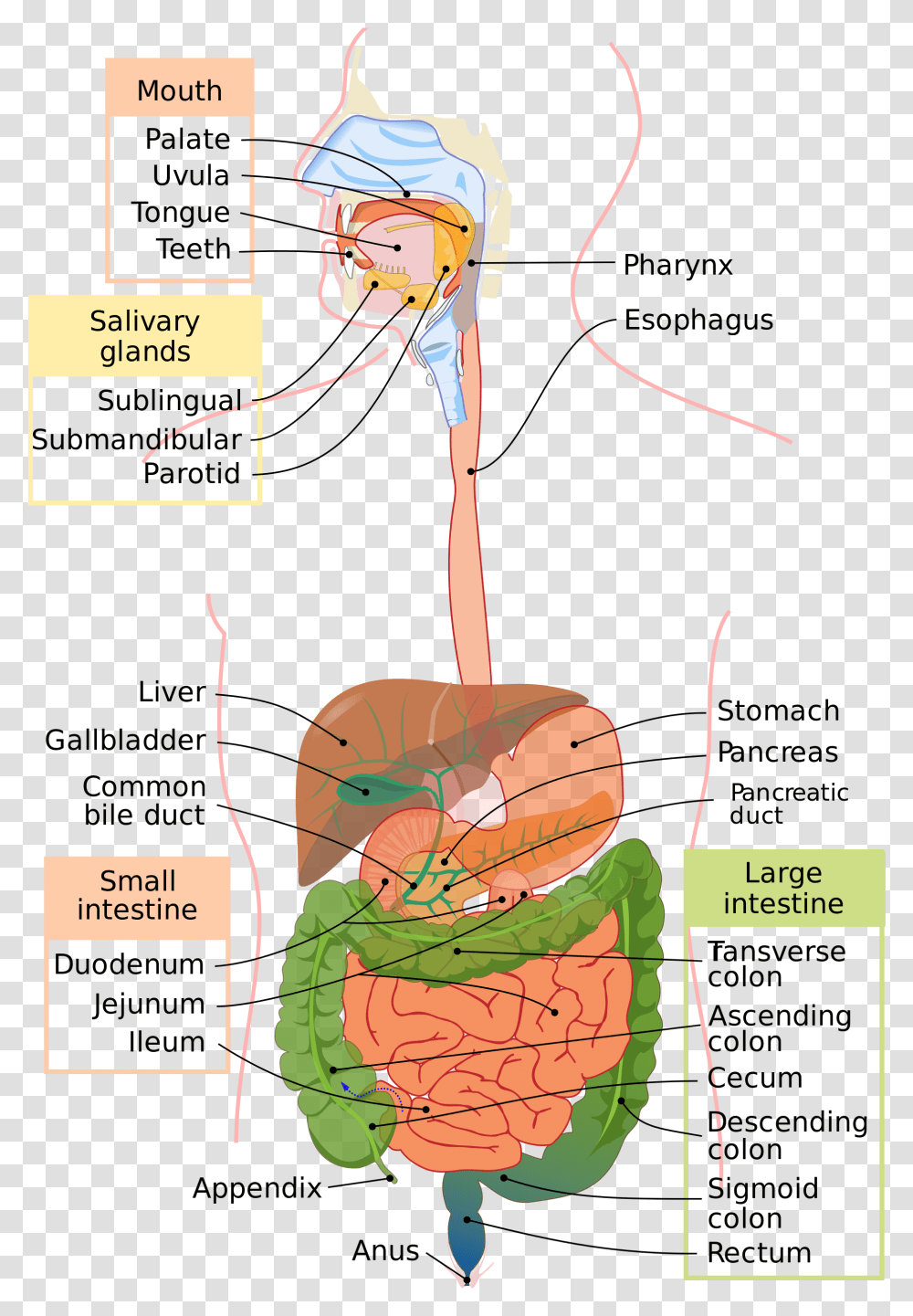 Human Digestive System Diagram Showing Mouth Oesophagus Gastrointestinal Tract, Plot, Helmet Transparent Png