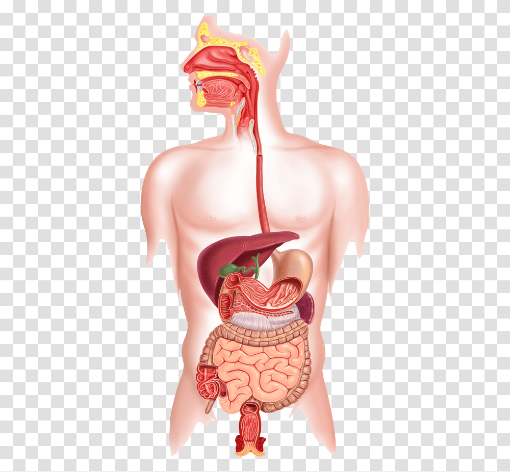 Human Digestive System Happens If You Swallow Chewing Gum, Stomach, Torso, Person, Shoulder Transparent Png