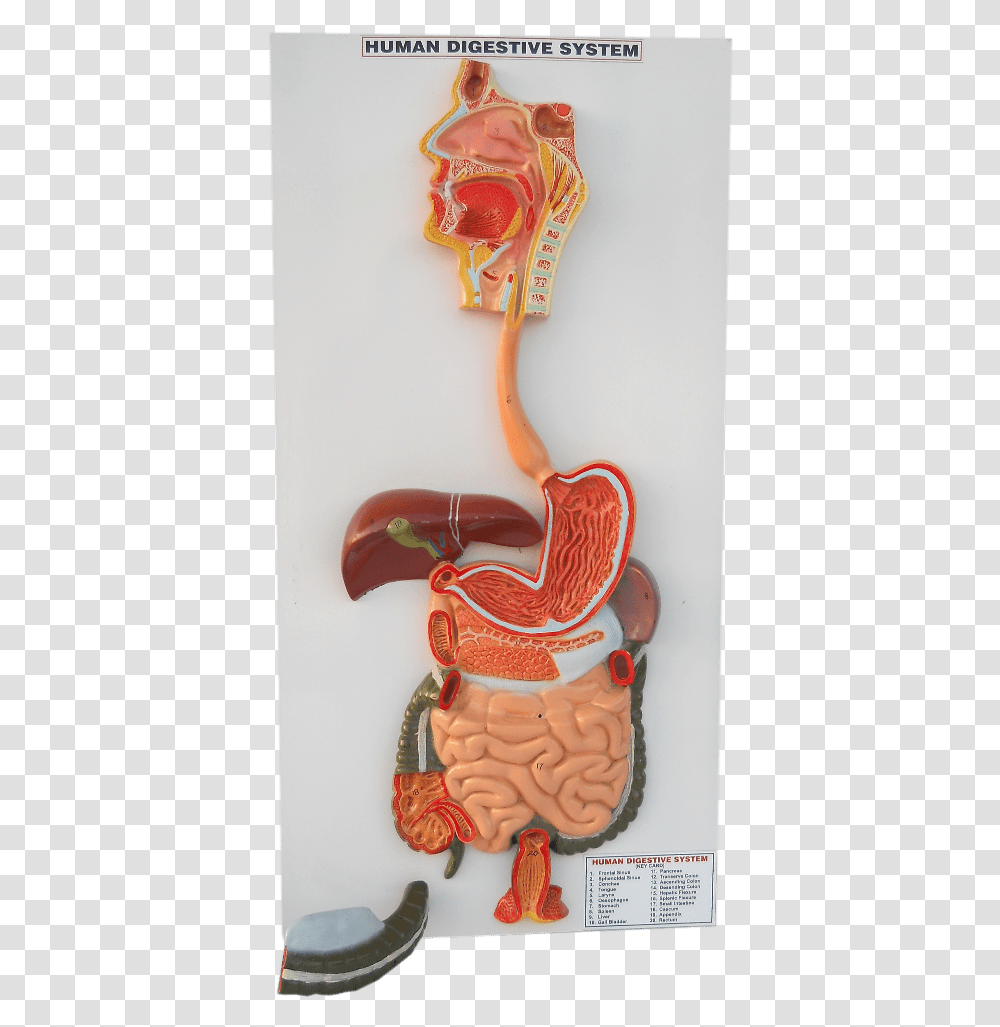 Human Digestive System Model Heart, Building, Stomach, Figurine, Food Transparent Png