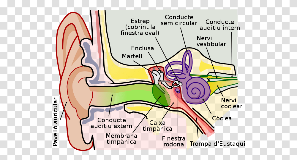 Human Ear Diagram, Plot, Vegetation, Nature, Land Transparent Png