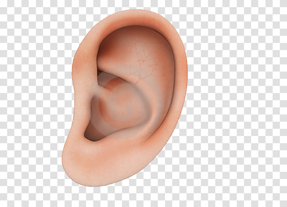 Human Ear Structure Download Human Ear Background, Person Transparent Png