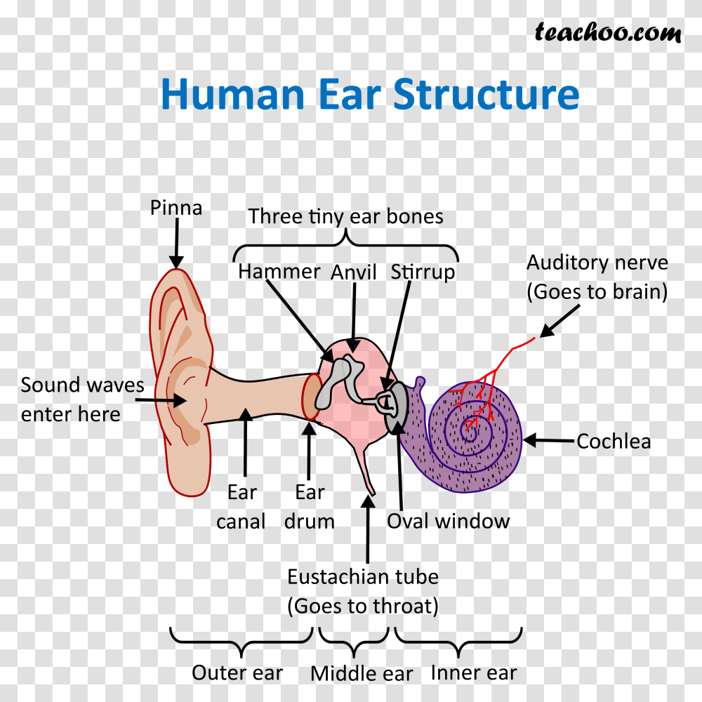 Human Ear Structure Structure Of Ear, Smoke Pipe, Photography, Juggling, Sport Transparent Png