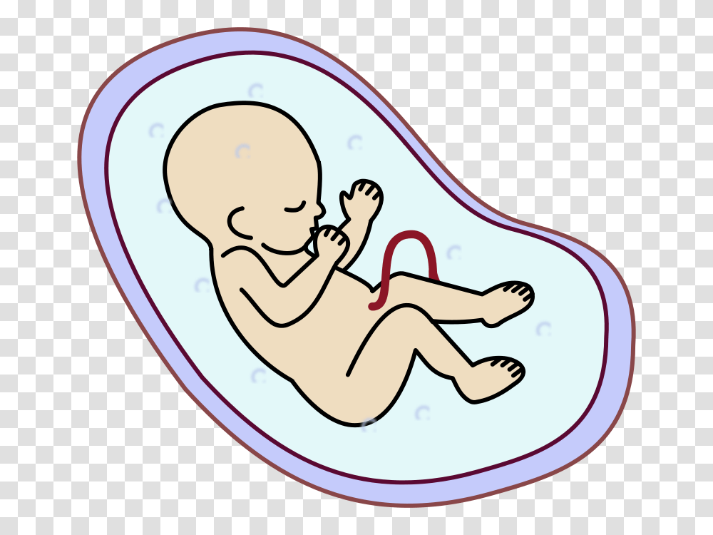 Human Embryo, Leisure Activities, Mat, Toilet, Bathroom Transparent Png