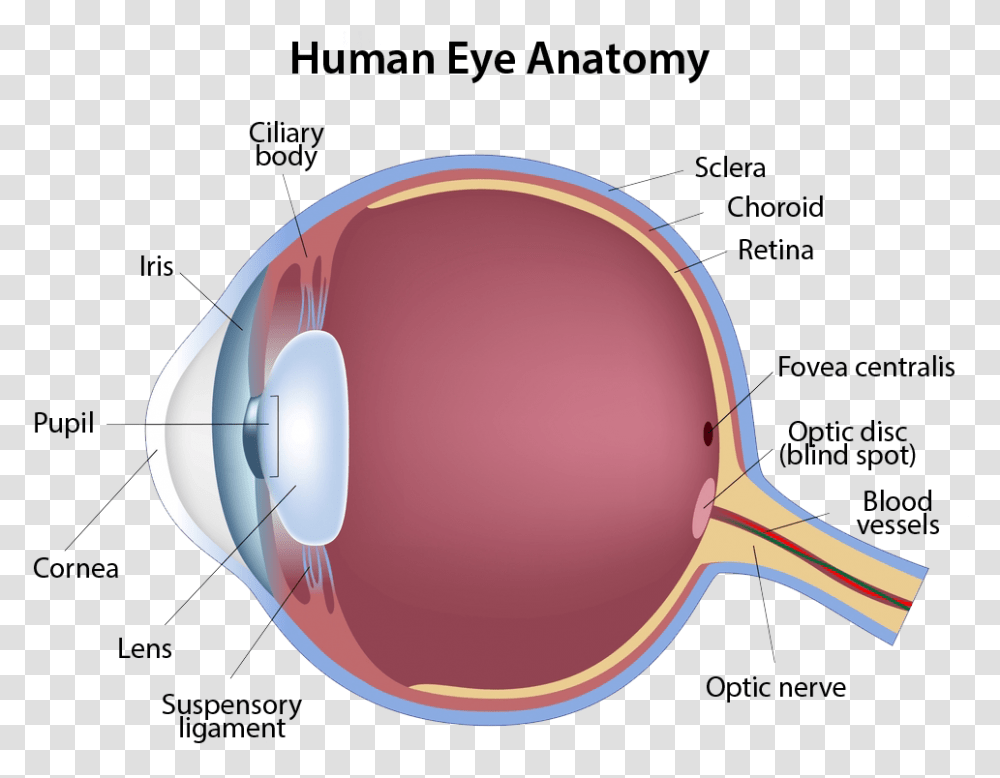 Human Eye Anatomy Eye Anatomy, Sunglasses, Accessories, Accessory Transparent Png
