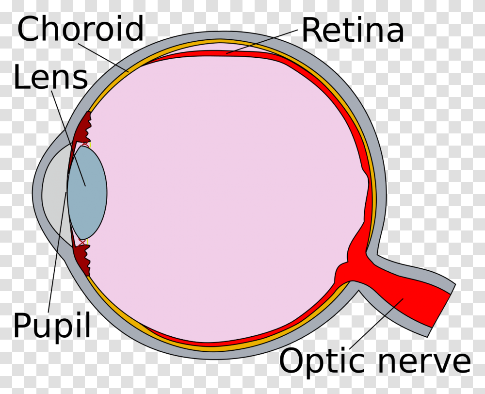 Human Eye Cross Section Detached Retina Diagram Of Eye Retina, Sunglasses, Accessories, Accessory, Magnifying Transparent Png