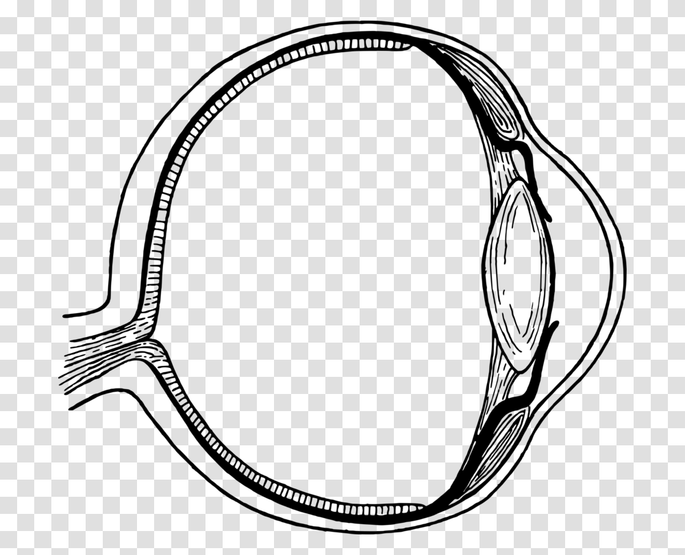 Human Eye Iris Diagram Mammalian Eye, Gray, World Of Warcraft Transparent Png