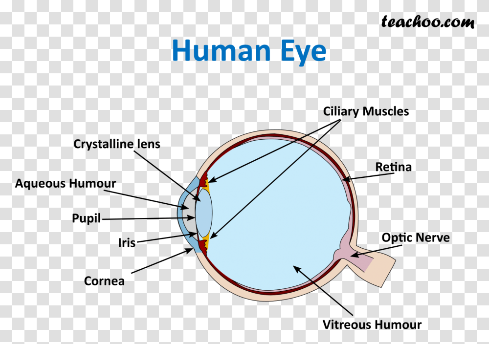 Human Eye Teachoo, Sunglasses, Accessories, Accessory, Magnifying Transparent Png