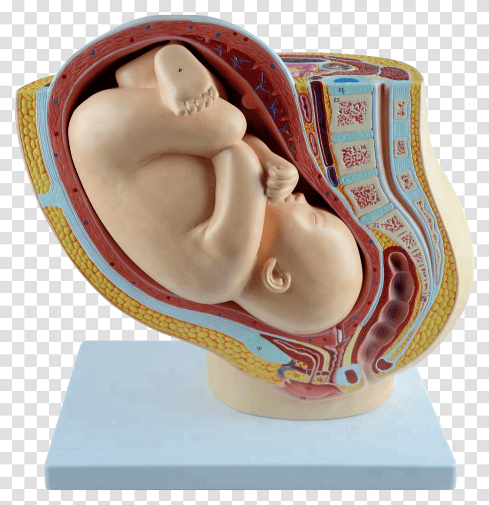 Human Female Pelvis Section With Fetus 40 Weeks Maqueta De Embarazo De Plastilina, Figurine, Furniture, Porcelain Transparent Png