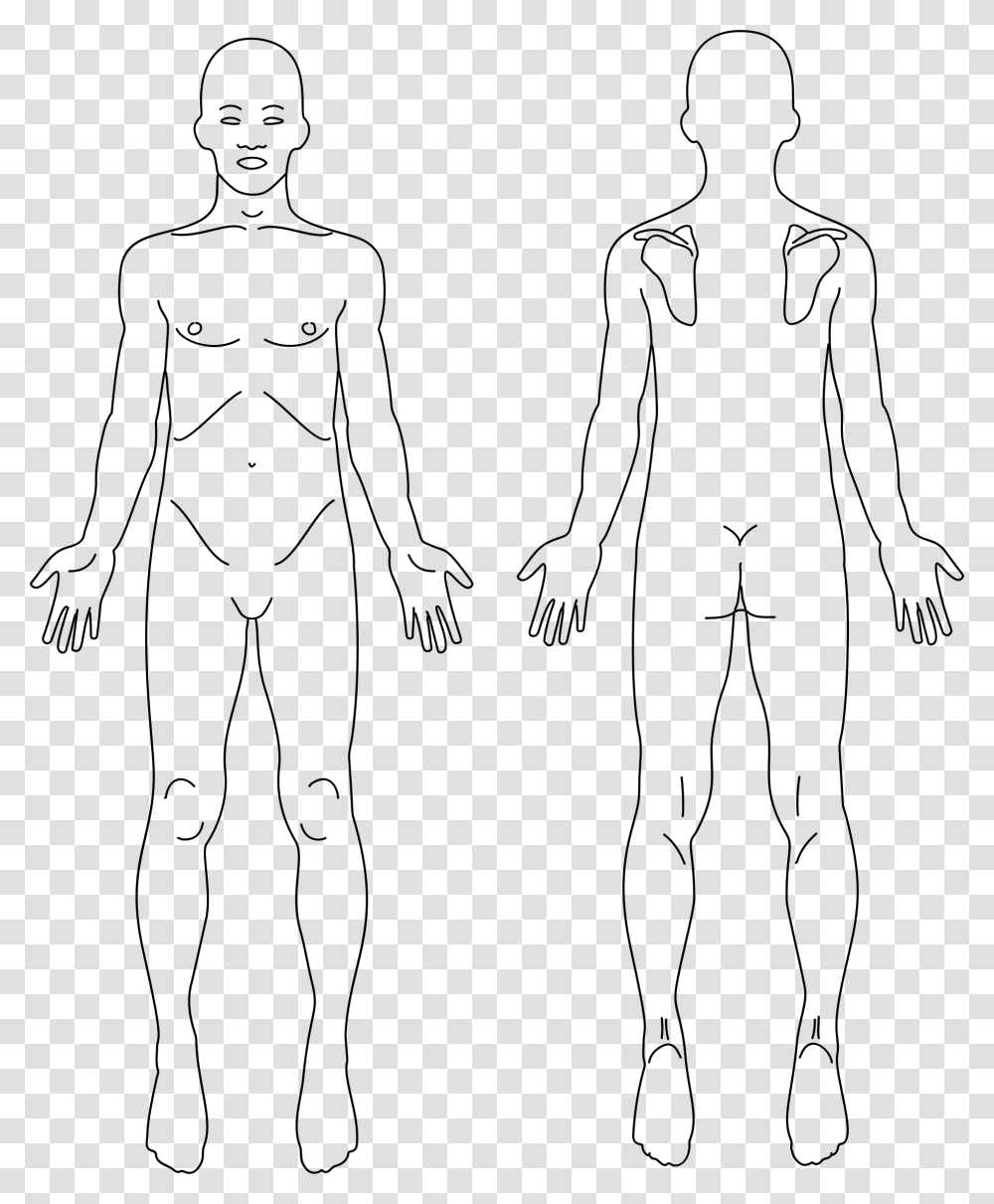 Human Head Anatomy Drawing Anatomy Front And Back, Gray Transparent Png