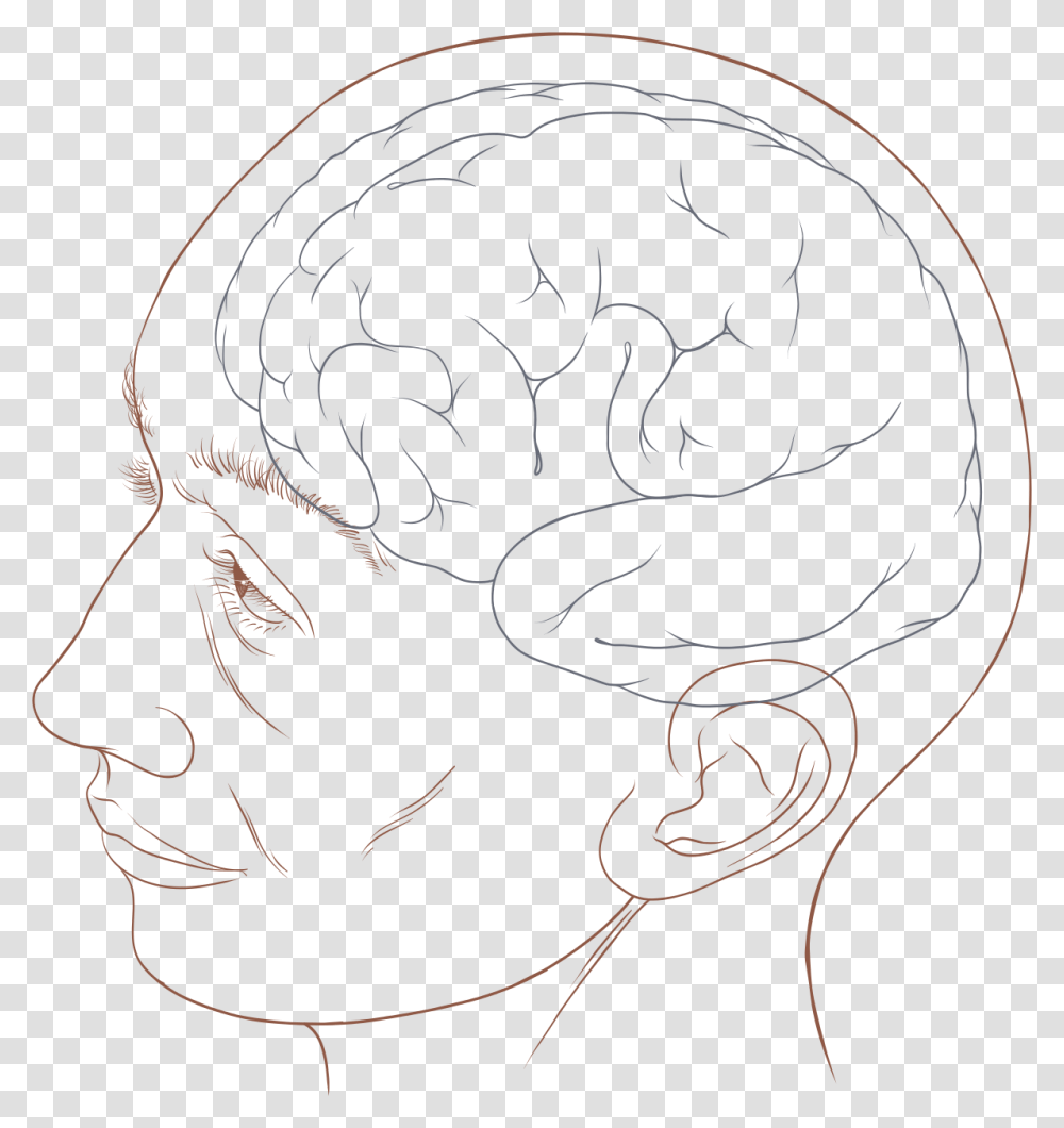 Human Head Diagram, Painting Transparent Png