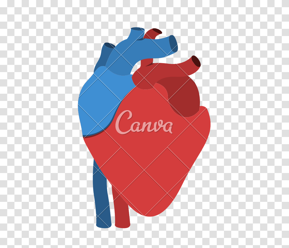 Human Heart Anatomy Isolated Icon Design, Plectrum Transparent Png