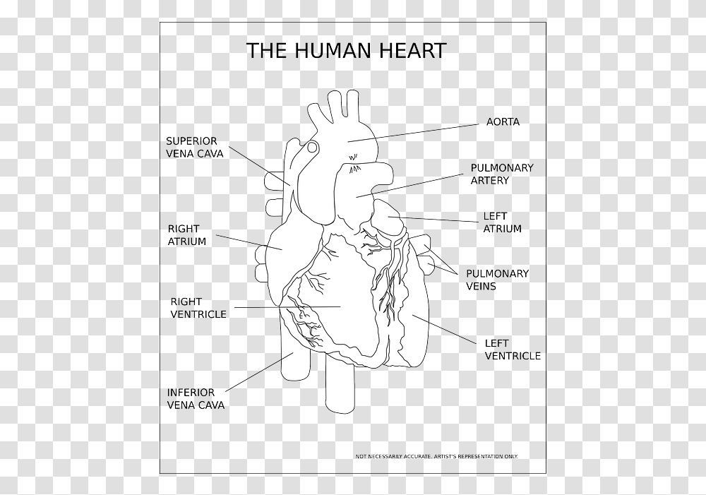 Human Heart Black And White, Poster, Advertisement, Plot Transparent Png