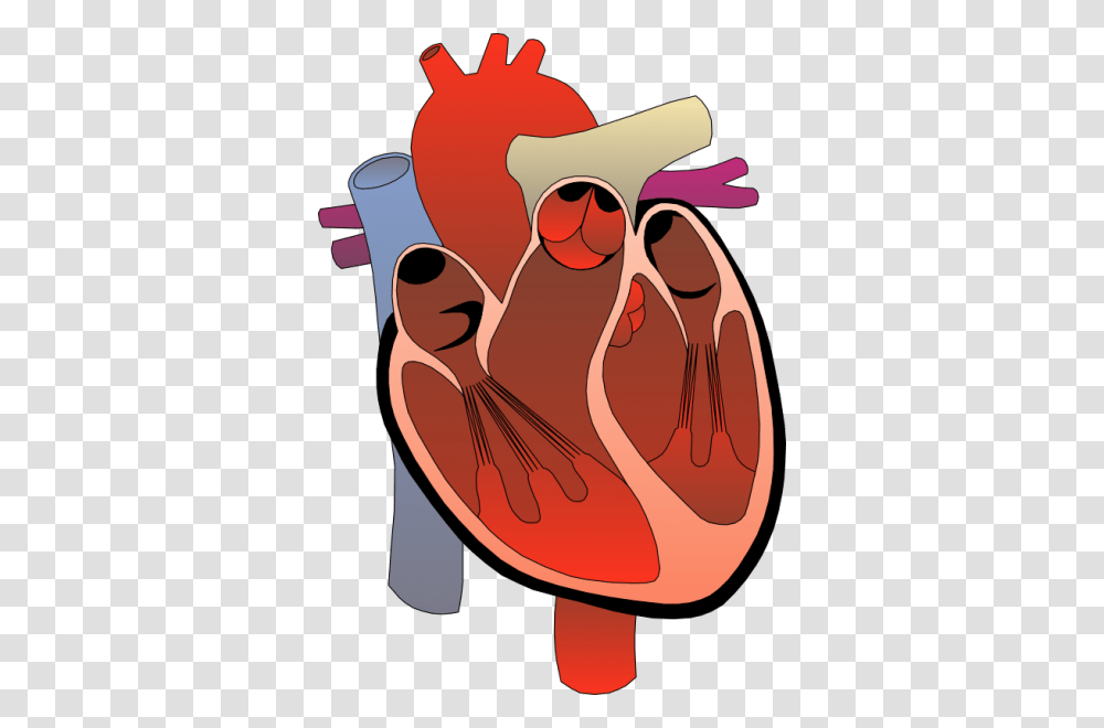 Human Heart Clip Art, Animal, Food, Bird Transparent Png