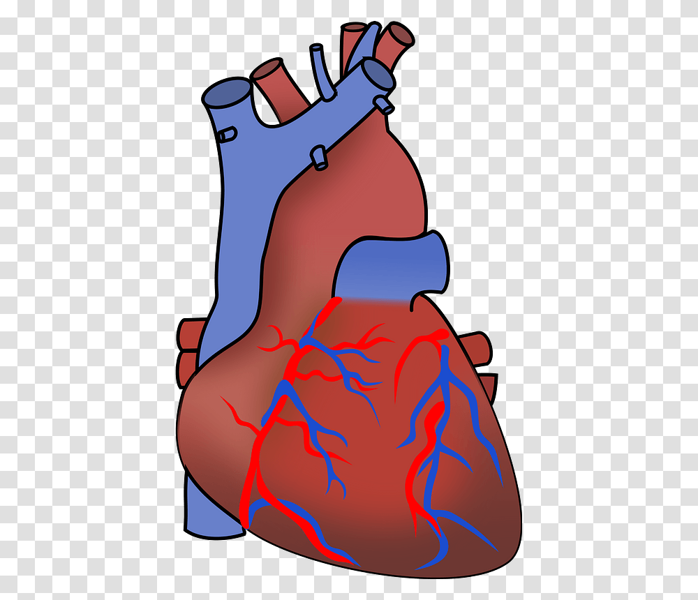 Human Heart Clip Art Vector Clip Art Online Human Heart Clipart Background, Plot, Diagram, Stomach, Hip Transparent Png