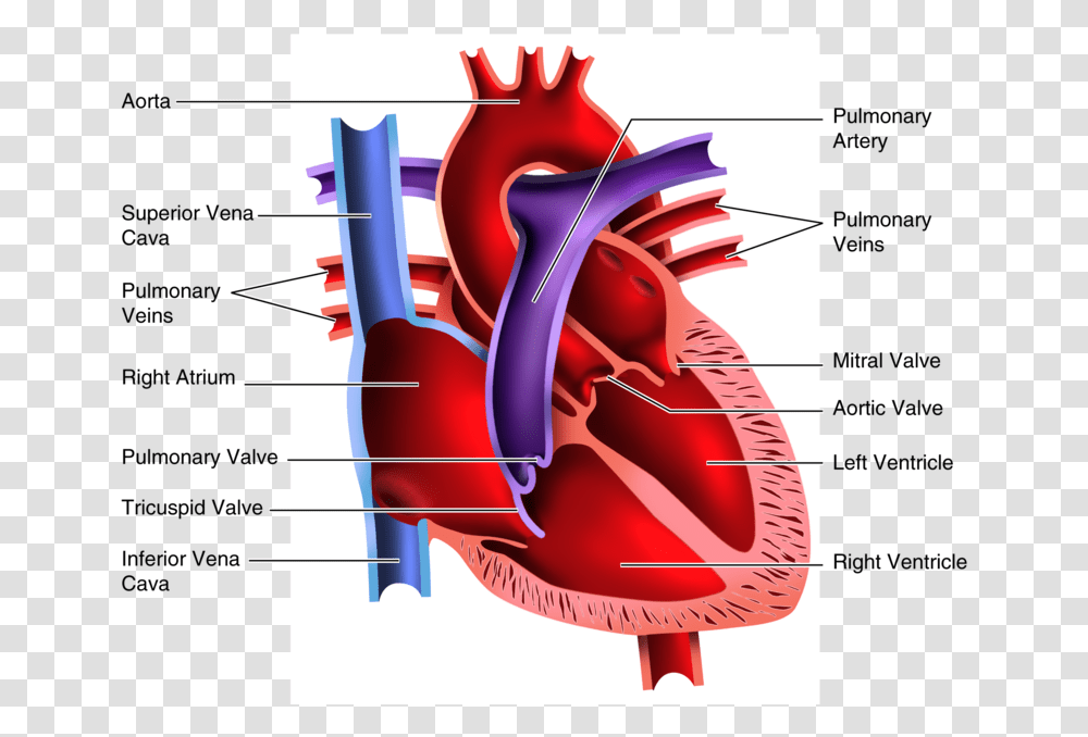 Human Heart Clipart Blood Flow Human Heart Pictures For Students, Plot, Diagram, Dynamite, Bomb Transparent Png