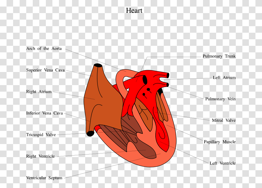 Human Heart Diagram Of Snakes Heart, Animal, Bird, Fowl, Poultry Transparent Png