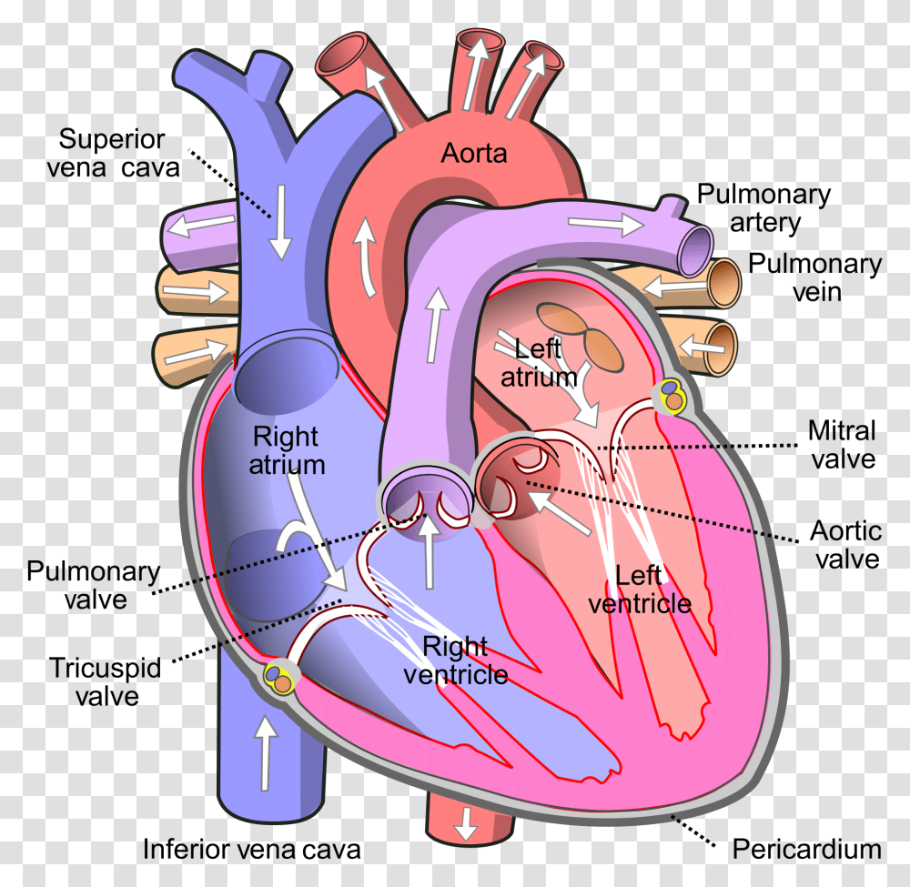 Human Heart, Diagram, Plot, Grenade, Bomb Transparent Png