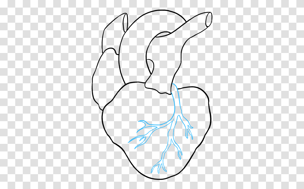Human Heart Drawing Easy, Plant, Root, Food, Produce Transparent Png