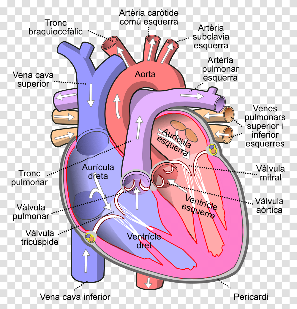 Human Heart, Grenade, Bomb, Weapon, Weaponry Transparent Png