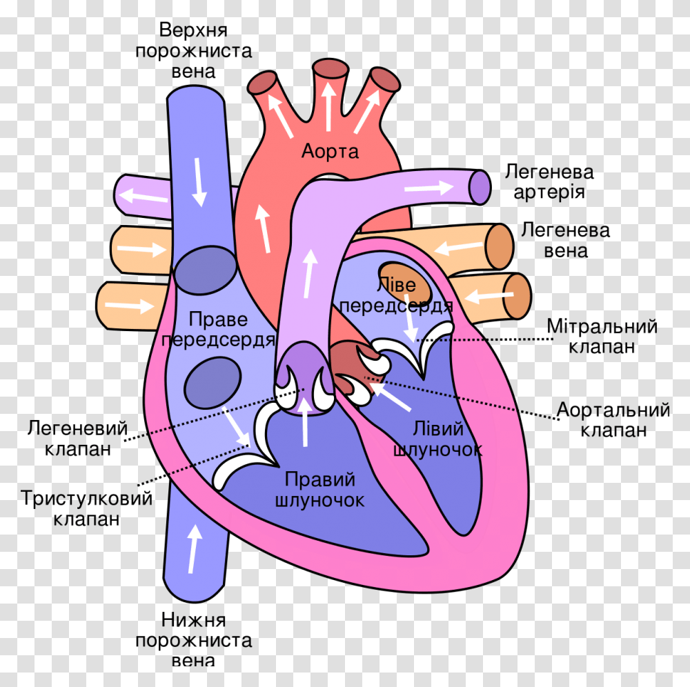 Human Heart, Hand, Purple Transparent Png