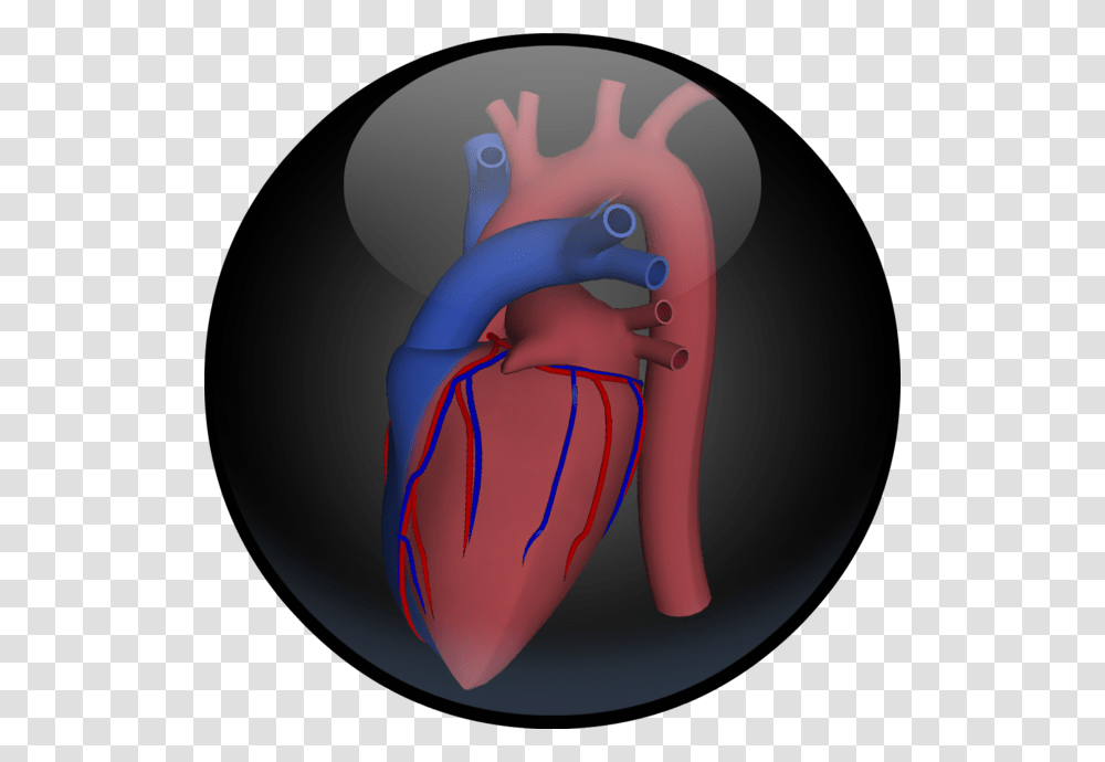 Human Heart Illustration, Helmet, Apparel, Bowling Transparent Png