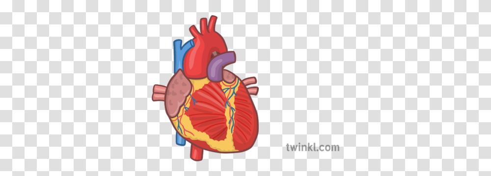 Human Heart Organ 1 Illustration Illustration, Plant, Anther, Flower, Dynamite Transparent Png