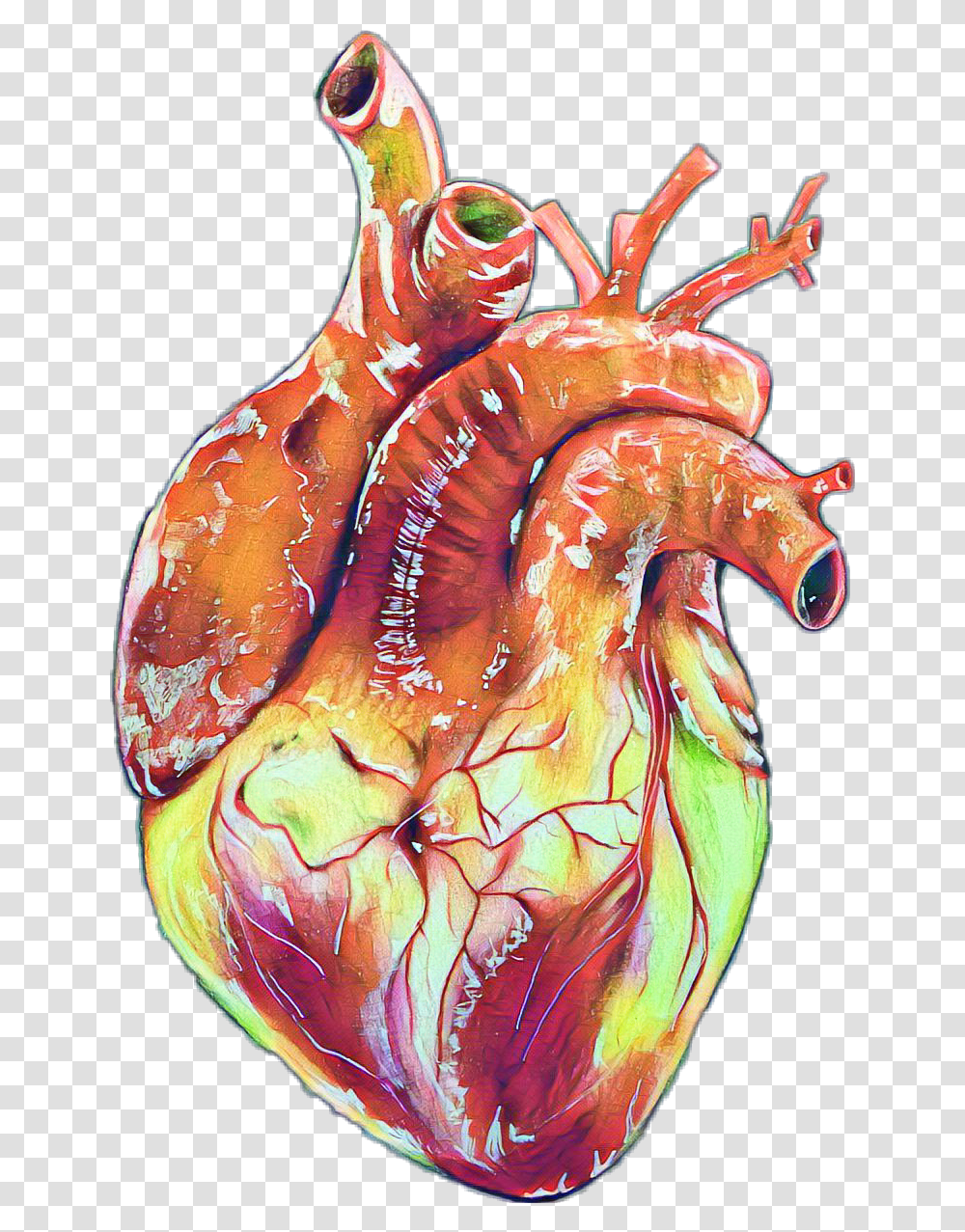 Human Heart Realistic Drawings Human Heart Drawing Realistic, Lobster, Seafood, Sea Life, Animal Transparent Png