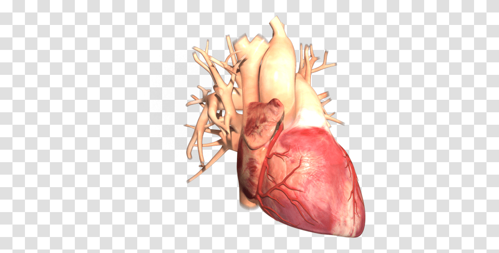 Human Heart Sample No 1 Trinsic Animation Injury, Plant, Vegetable, Food, Person Transparent Png