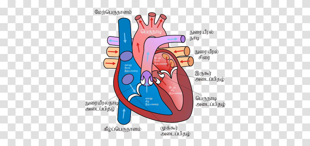 Human Heart Sketch Diagram Heart Cartoon Diagram, Poster, Hand, Teeth, Mouth Transparent Png