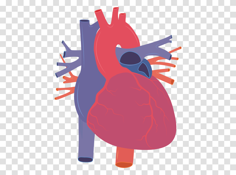 Human Heart Vector Human Heart Clipart, Animal, Bird Transparent Png