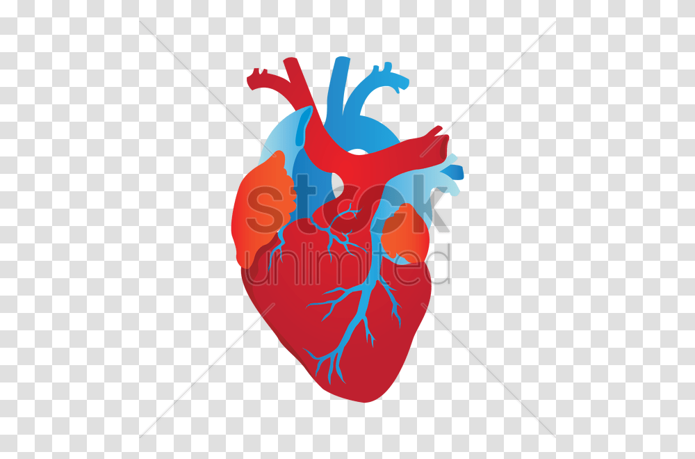 Human Heart Vector Image, Adventure, Leisure Activities, Bow, Dynamite Transparent Png